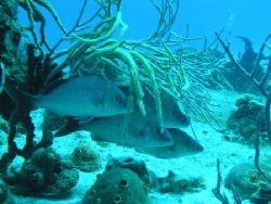 This little group was taken on the dive site called Punta... by Mike Loizos 